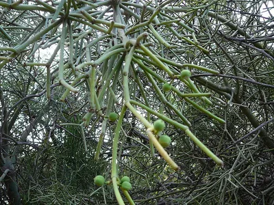 Растение ⌀ 5 Euphorbia TIRUCALLI (Молочай, Эуфорбия): купить c доставкой  почтой 🌸 Адениум дома