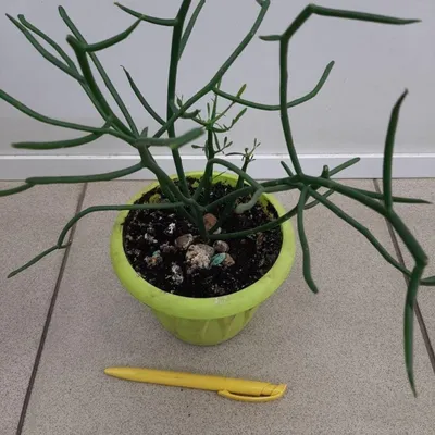 Молочай тирукалли (Euphorbia tirucalli) — описание, выращивание, фото | на  LePlants.ru