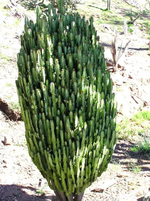 Растение Молочай Тирукалли 90 см: 200 грн. - Комнатные растения Одесса на  Olx