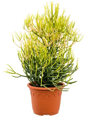 Растение ⌀ 6 Euphorbia MILII (Молочай Миля красный, Эуфорбия): купить c  доставкой почтой 🌸 Адениум дома
