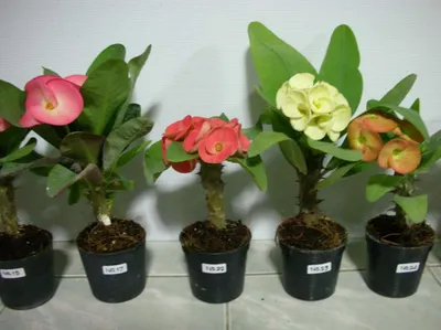 Растение ⌀ 5 Euphorbia MILII (Молочай белый, Эуфорбия): купить c доставкой  почтой 🌸 Адениум дома