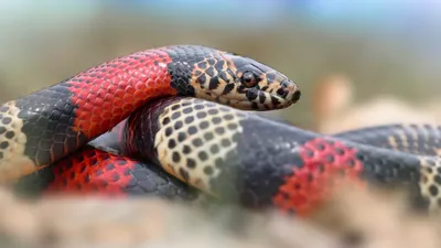 Картинка молочной змеи в формате PNG