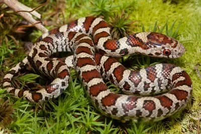 Фотография молочной змеи для использования в дизайне