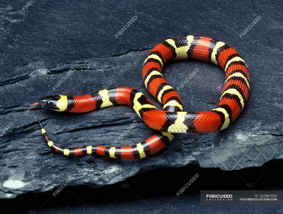 Молочная змея на картинке с прозрачным фоном