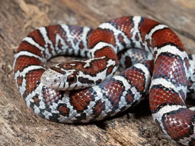Впечатляющее изображение молочной змеи