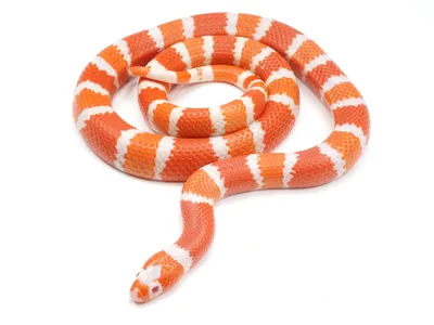 Молочная змея на фотографии с натуральными цветами