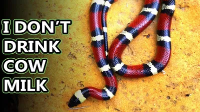 Фотография молочной змеи для использования в обоях