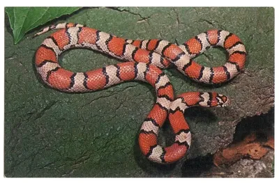 Захватывающая картинка молочной змеи