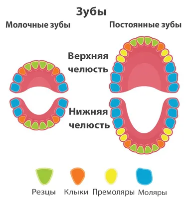 Удаление молочных зубов в Томске