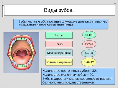 Зубы. Общие сведения - Доказательная медицина для всех