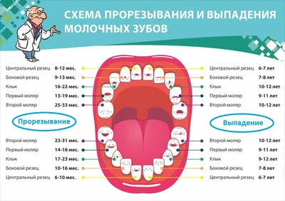 Статья о стоматологии: Лечение молочных зубов