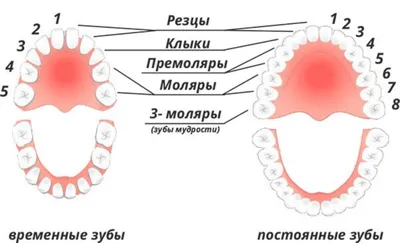 Виды зубов