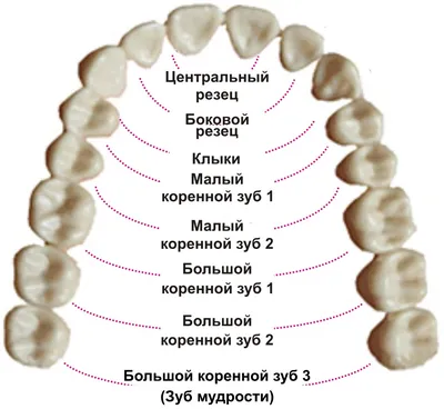 Откуда у взрослых молочные зубы? | Стоматология Доктор Мартин | Дзен