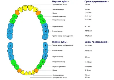 Молочные и коренные зубы у ребёнка: особенности роста и смены –  стоматология ПрезиДЕНТ
