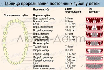 Чем молочные зубы отличаются от постоянных