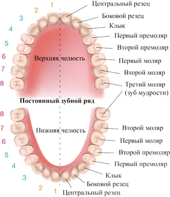 У ребенка растут кривые зубы — что делать? | Блог на стомпратика.рф