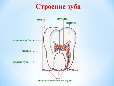 Зубы человека: виды, нумерация и зубная формула ДЕНТиК ЛЮКС