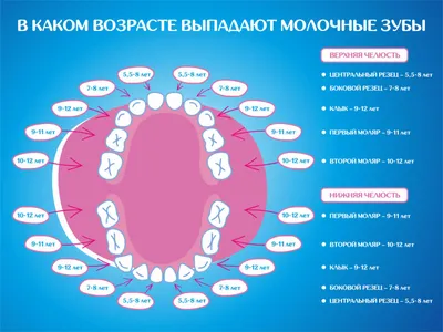 Моляры и премоляры - отличие и особенности, расположение в зубном ряду