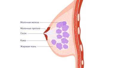 Онко Вики — Как устроена молочная железа?