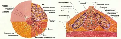 Структура женской груди - Анатомия человека | Kenhub - YouTube