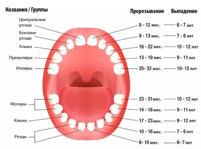 Молочные зубы фото фотографии