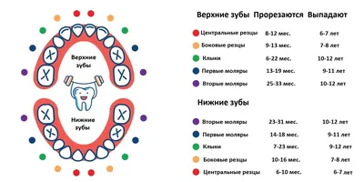 Как выпадают молочные зубы: причины и советы