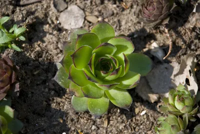Молодило кровельное Julia - Молодило - GardenPlants