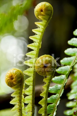 Молодой Папоротник Fronds Стоковые Фотографии | FreeImages