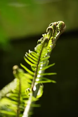 Foshan Youngplants - Лоток Молодой папоротник Тканевая культура Nephrolepis  Auriculata Комнатное растение Папоротник