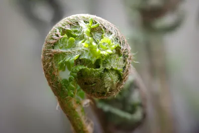 Страусиный папоротник или черный саран (Matteuccia struthiopteris). Молодые  весенние побеги - Ozero - российский фотосток