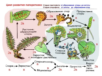 По выжженной земле: стартовал сезон папоротника (ФОТО) — Новости Хабаровска