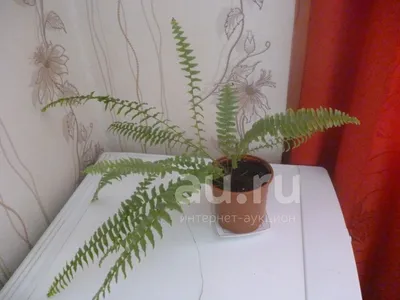 Кластер Молодой Папоротник (Polypodium) На Белом Фоне Фотография, картинки,  изображения и сток-фотография без роялти. Image 13565670
