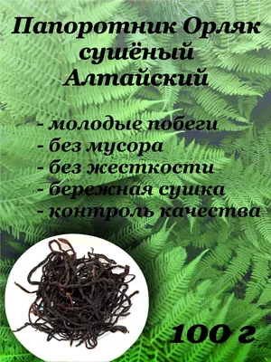 Молодой папоротник засаживает стену Стоковое Фото - изображение  насчитывающей весенне, бобра: 50569106