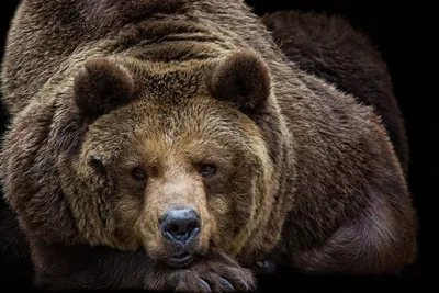 Фото медведя с выразительной мордой - png изображение в хорошем качестве