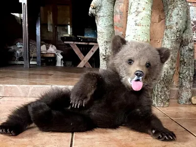Медвежья морда на фото - скачать png изображение