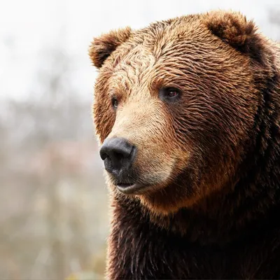 Фото, изображение Морда медведя - бесплатный jpg