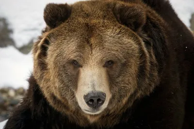 Фотография медведя с красивой мордой в формате webp