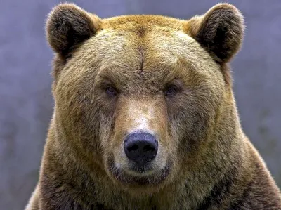 Фото Морда медведя - загрузить jpg изображение в хорошем качестве