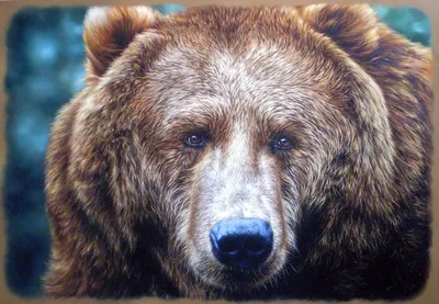 Впечатляющая морда медведя на фото - скачать в webp формате