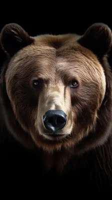 Фото медведя с интересной мордой в формате webp