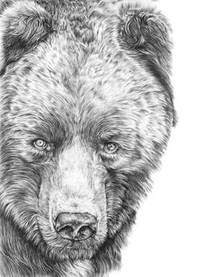 Фотография медведя с выразительной мордой в формате webp
