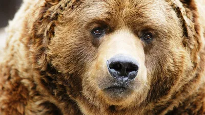 Фото Морда медведя - загрузить jpg изображение