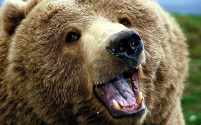 Медвежья морда на красочном изображении - jpg для бесплатного скачивания