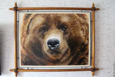 Фото, картинки, изображения Морда медведя - загрузить jpg фотографию