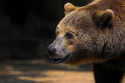 Уникальное фото медведя с выразительной мордой в формате webp