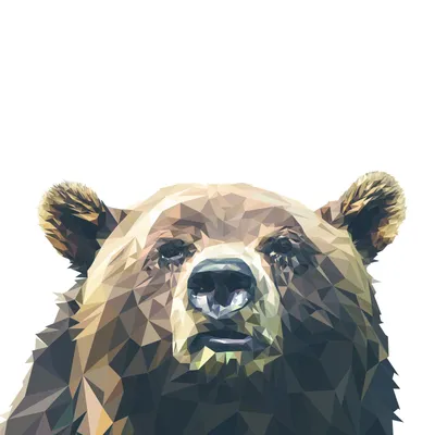 Фото, картинки, изображения Морда медведя - бесплатный jpg формат