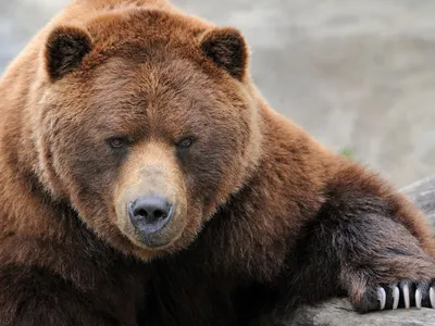 Фотография медведя с красивой мордой в формате webp