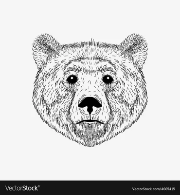 Уникальное фото морды медведя в формате png