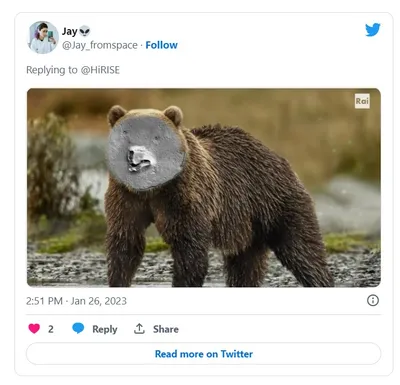 Медвежья морда на фото - скачать png изображение