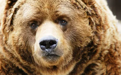 Фото медведя с интересной мордой в формате webp
